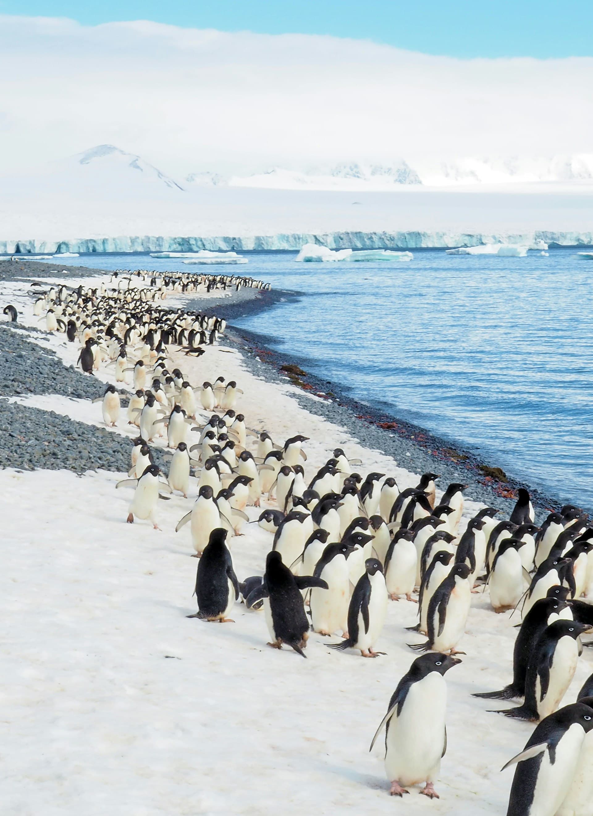 Adélie penguins walk along a snowy shoreline with icebergs and mountains in the background.